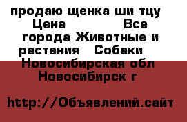 продаю щенка ши-тцу › Цена ­ 10 000 - Все города Животные и растения » Собаки   . Новосибирская обл.,Новосибирск г.